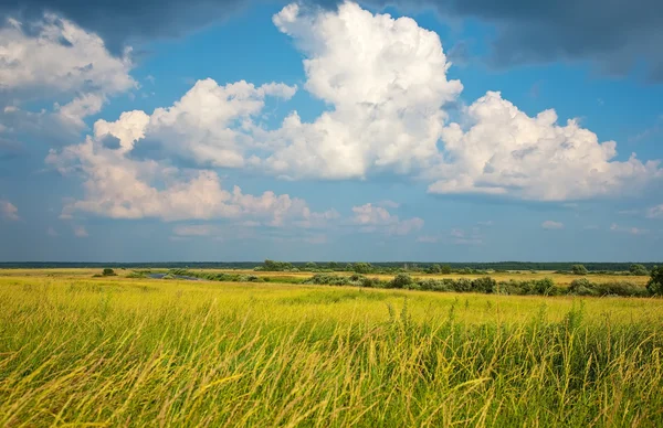 Zomer Landschap Met Hoog Gras Onder Bewolkte Hemel — Stockfoto
