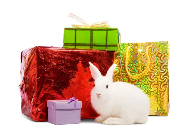 Coniglio bianco con regali — Foto Stock