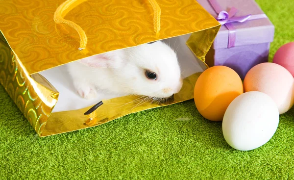 Conejo de Pascua con huevos —  Fotos de Stock