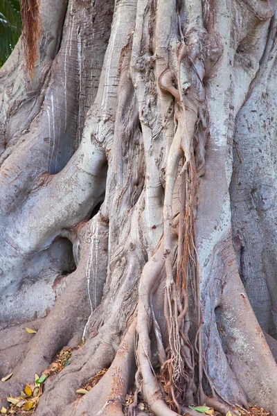 Tronc Grand Benjaminus Ficus Dans Jardin Tropical — Photo