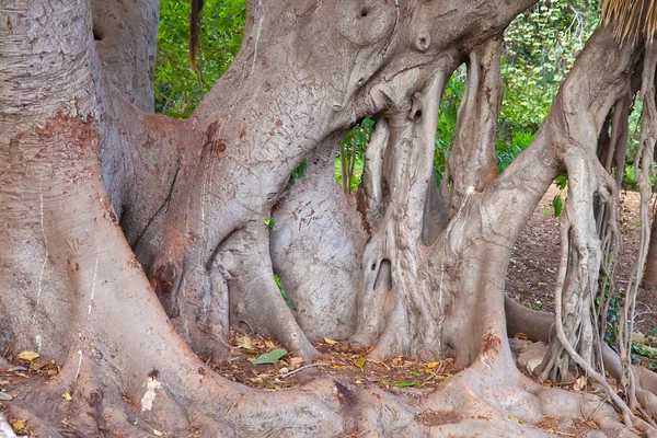 Stammen Stora Benjaminus Ficus Exotiska Trädgård — Stockfoto
