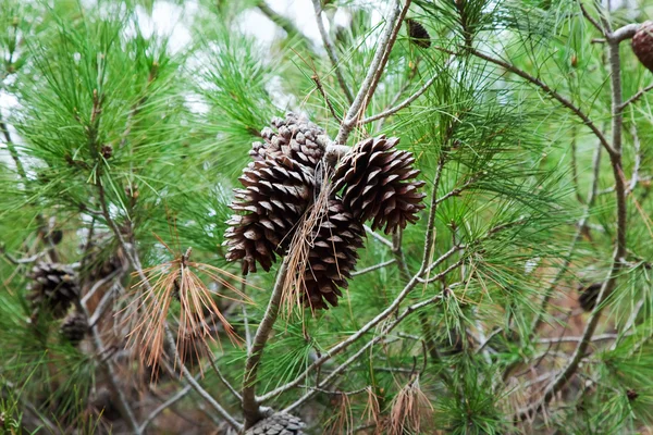 Branches Pine Tree Many Cones — Stock Photo, Image
