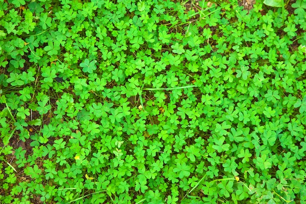 Φρέσκο Πράσινο Τριφύλλι Φυτό Ιρλανδία Φόντο — Φωτογραφία Αρχείου