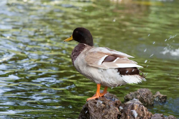Wild Duck Stands Stone Pond Summer — Stock Photo, Image