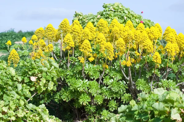 Yellow Sedum in mediterranean garden — Stock Photo, Image