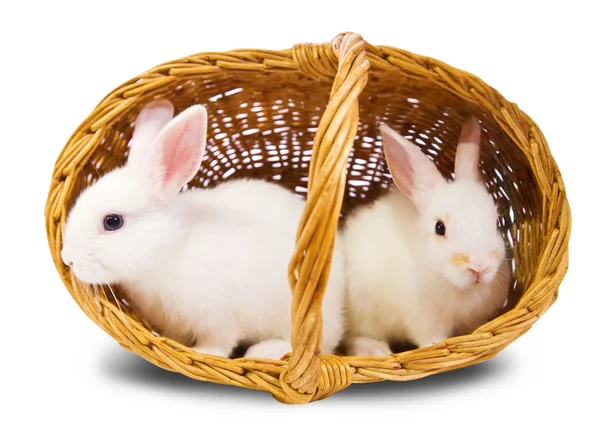 Dois coelhos brancos na cesta — Fotografia de Stock
