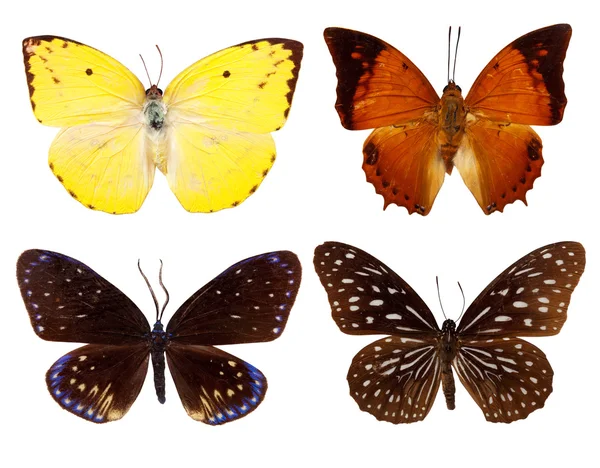 エキゾチックな蝶のセット — ストック写真