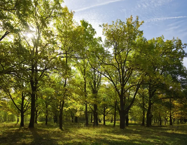 Oak grove i sommar — Stockfoto