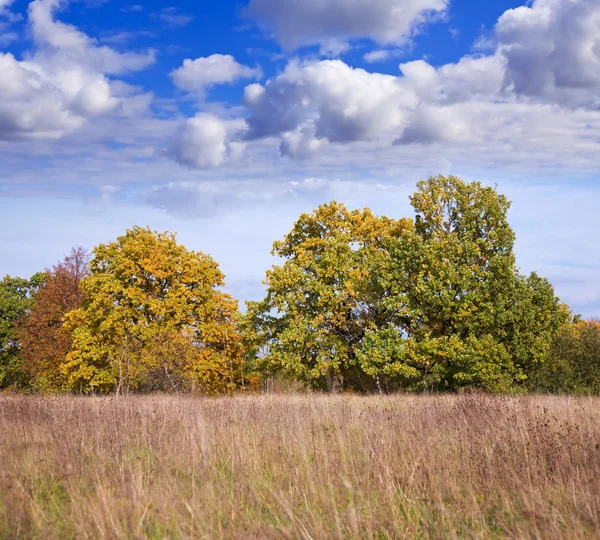 September landscape with trees — Stock Photo, Image