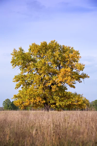 Autumn landscape with big oak — Stock Photo, Image