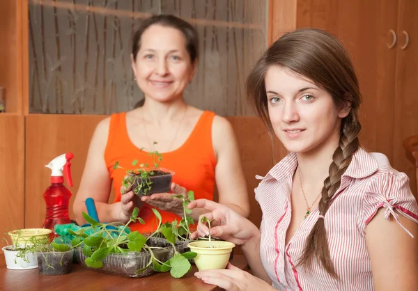 Two women with seedlings — Stock Photo, Image