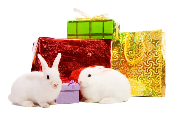 Два кролика с подарками — стоковое фото