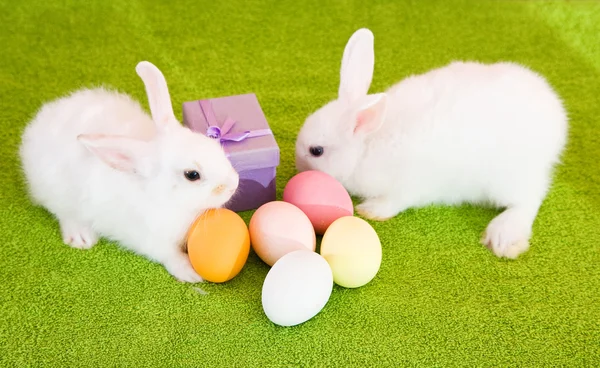 Coelhos de Páscoa com ovos — Fotografia de Stock