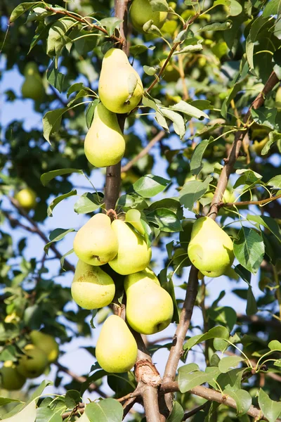 Pear growing in garden — Stock Photo, Image