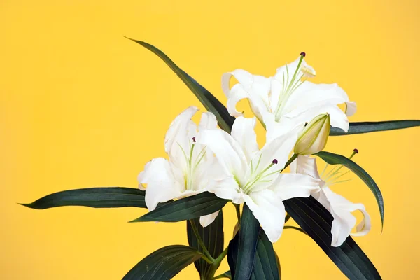 Bílá lilie na žluté — Stock fotografie