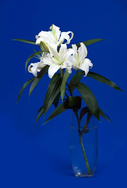 Ily in vase over blue — Stock Photo, Image