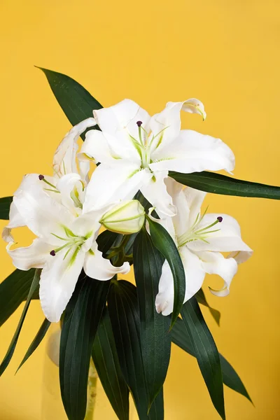 Kytice z bílé lilie — Stock fotografie