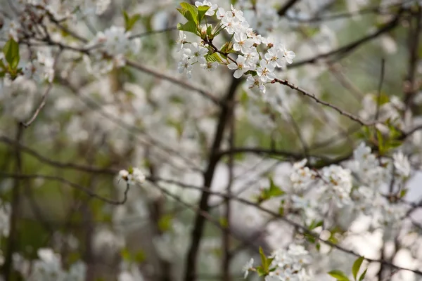Background of spring tree — Stock Photo, Image