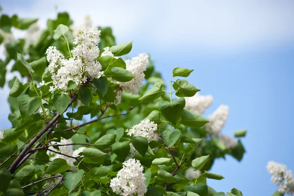 White lilac in spring — Stock Photo, Image