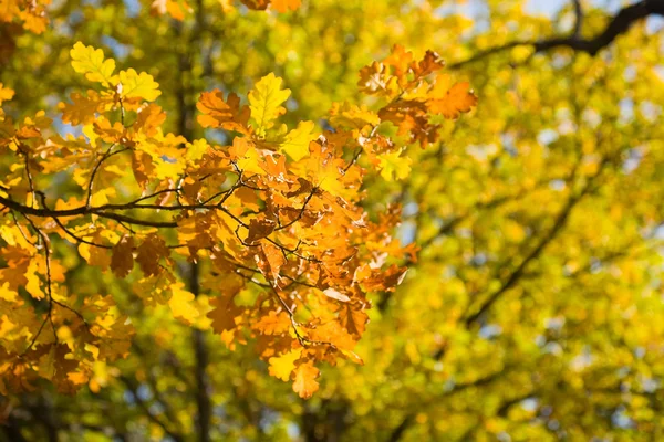 Goldene Eichenblätter, hell hinterleuchtet — Stockfoto