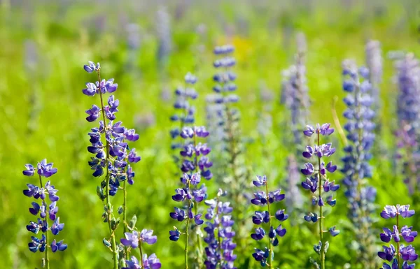 Plant van violet wild lupine — Stockfoto