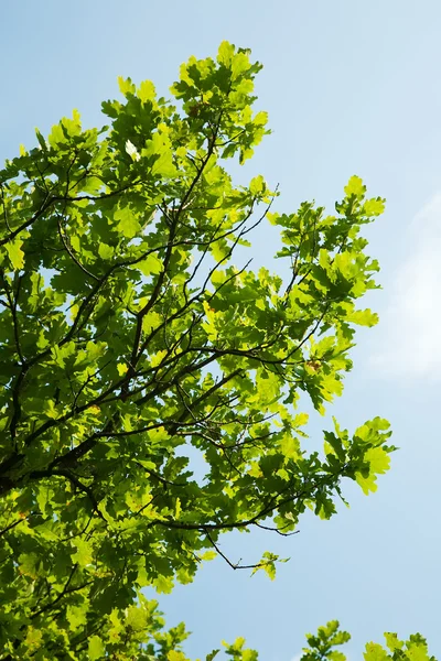 Oak leaves, brightly backlit against sky — Stock Photo, Image