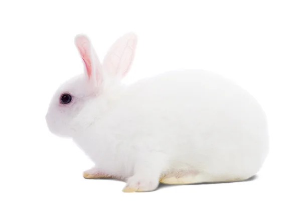 Kleines weißes Kaninchen — Stockfoto