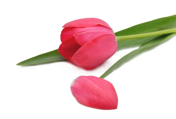 stock image Tulip