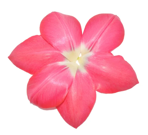 Petali di tulipano come un fiore — Foto Stock