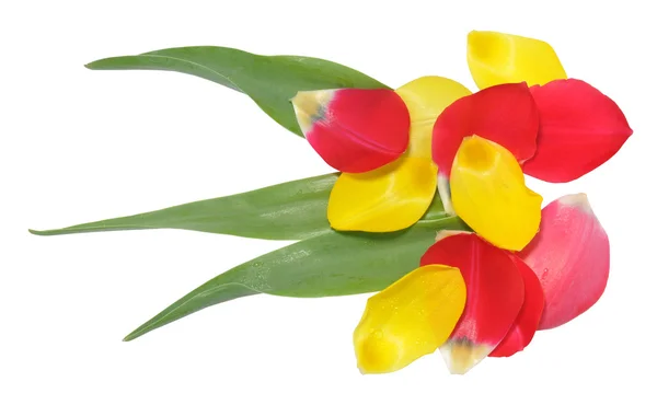 Pétalos de tulipán como flor — Foto de Stock