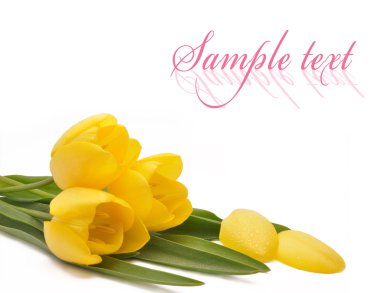 Tulips clipart