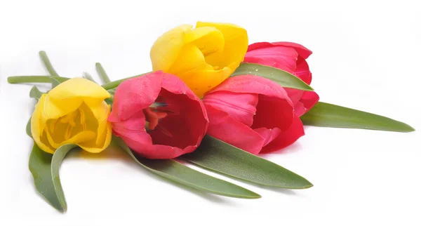 stock image Tulips