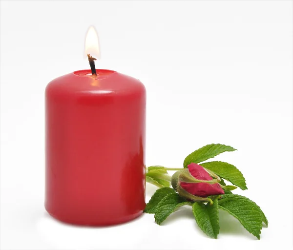 Вопиющая свеча и дикая роза — стоковое фото