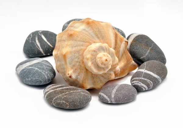 stock image Marine cockleshell and stone