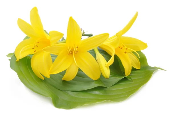 Yellow lilies on green leaves — Stock Photo, Image