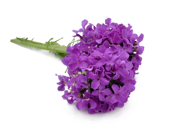 stock image Lilac flowers