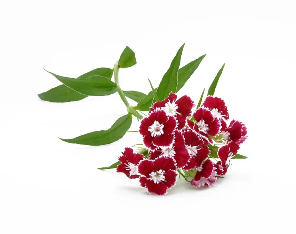 Bouquet from sweet-williams — Stock Photo, Image