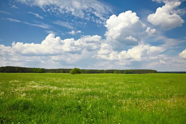 Albero nel campo verde sullo sfondo del cielo blu — Foto Stock