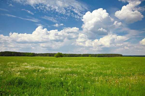 Tree in the green field on the background of blue sky with clouds