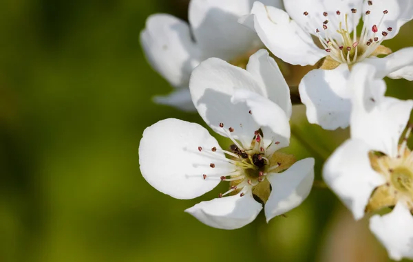 stock image Blooming pear tree