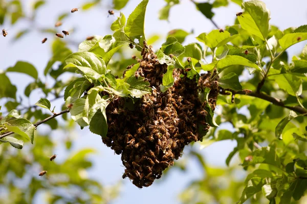 蜂の群れ — ストック写真