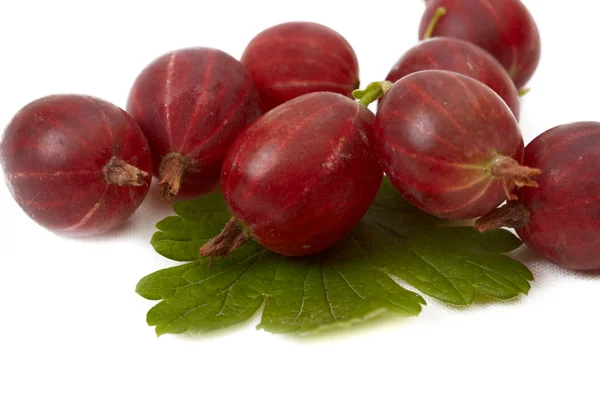 Berries of gooseberry — Stock Photo, Image
