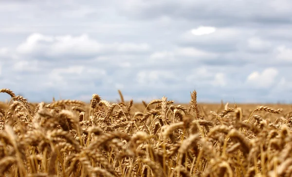 Golden wheat — Stock Photo, Image
