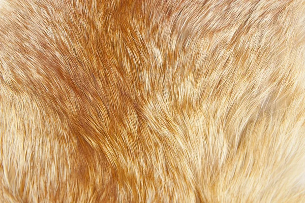 stock image Abstract of fox fur as background