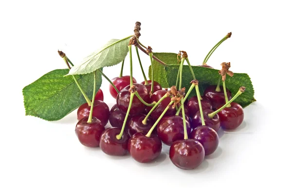 stock image Cherry