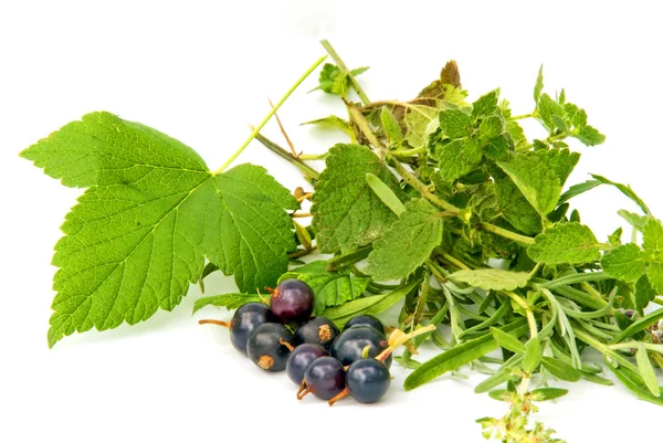Aromatic herbs with black currant — Stock Photo, Image