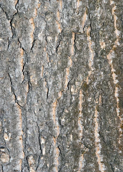 stock image Rind of tree