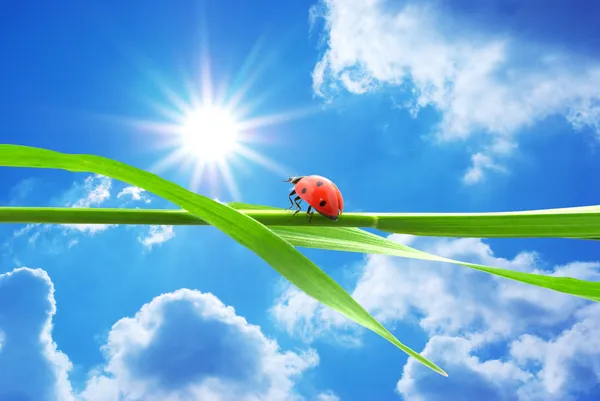 Ladybug looking on the sun — Stock Photo, Image
