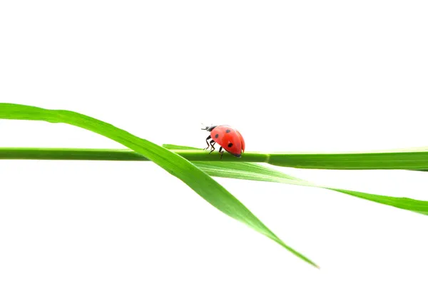 Isolated ladybug — Stock Photo, Image