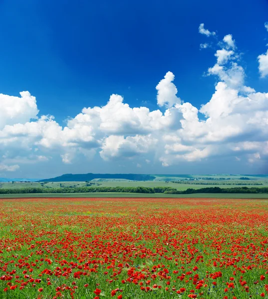 ディープ ブルーの空とポピーの草原 — ストック写真